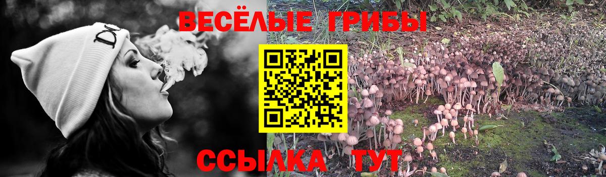 Псилоцибиновые грибы мицелий Ефремов